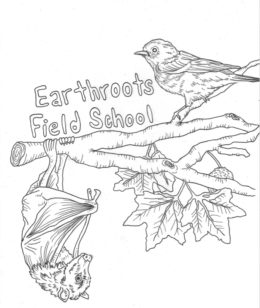 Bird and Bat drawing and activity page