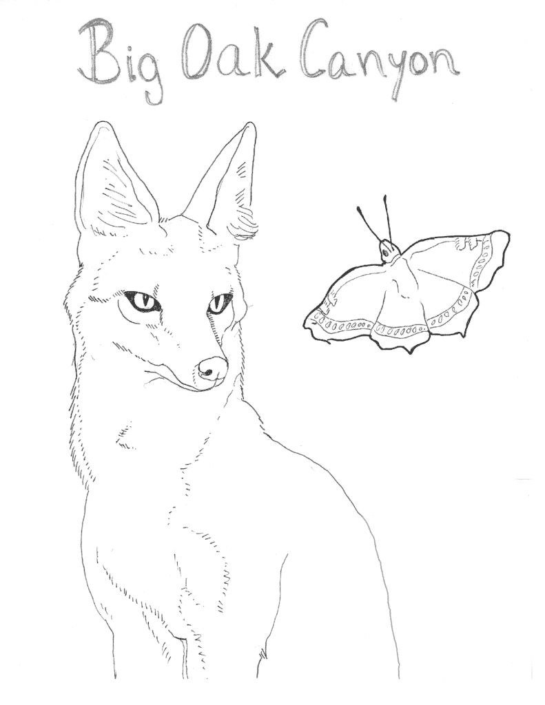 fox and butterfly drawing 