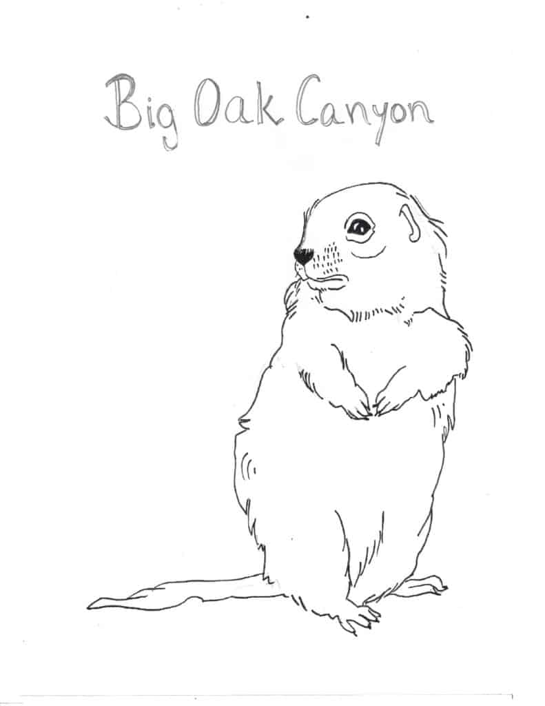 Big Oak Canyon Squirrel drawing 