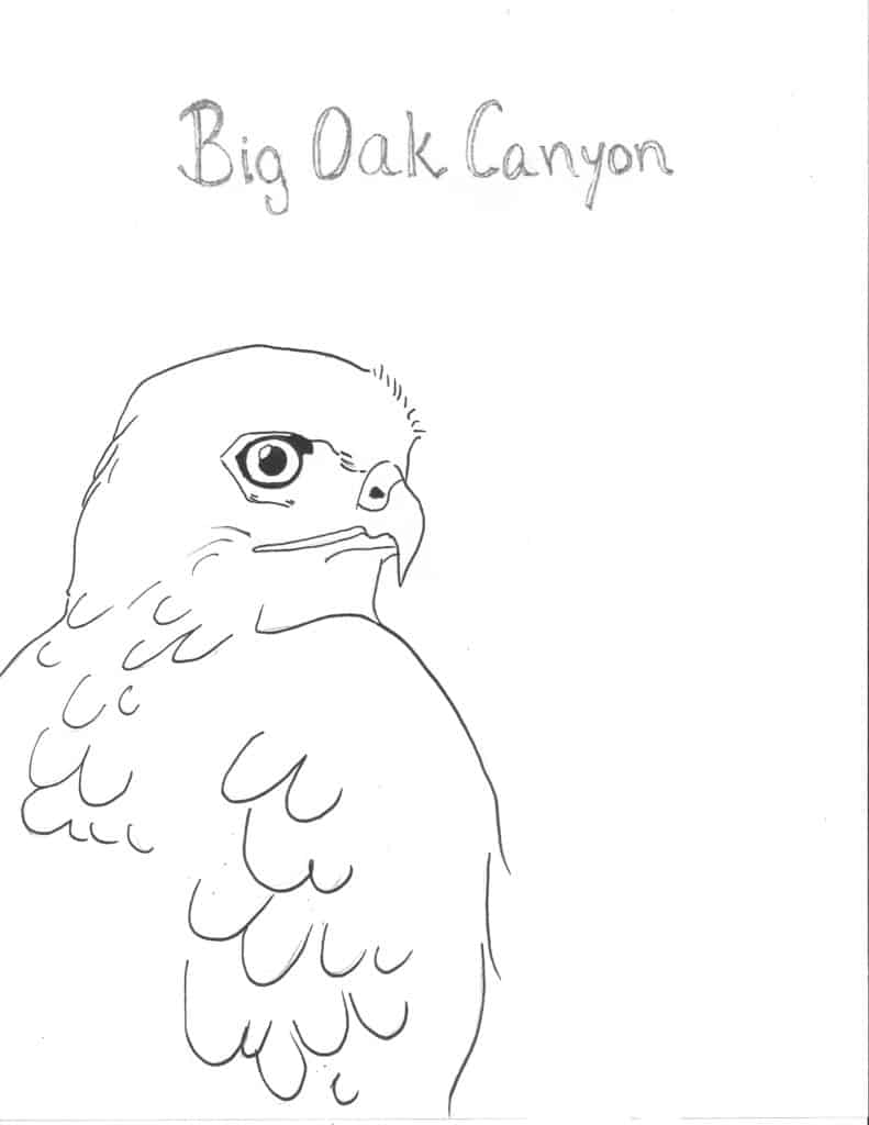 hawk drawing 