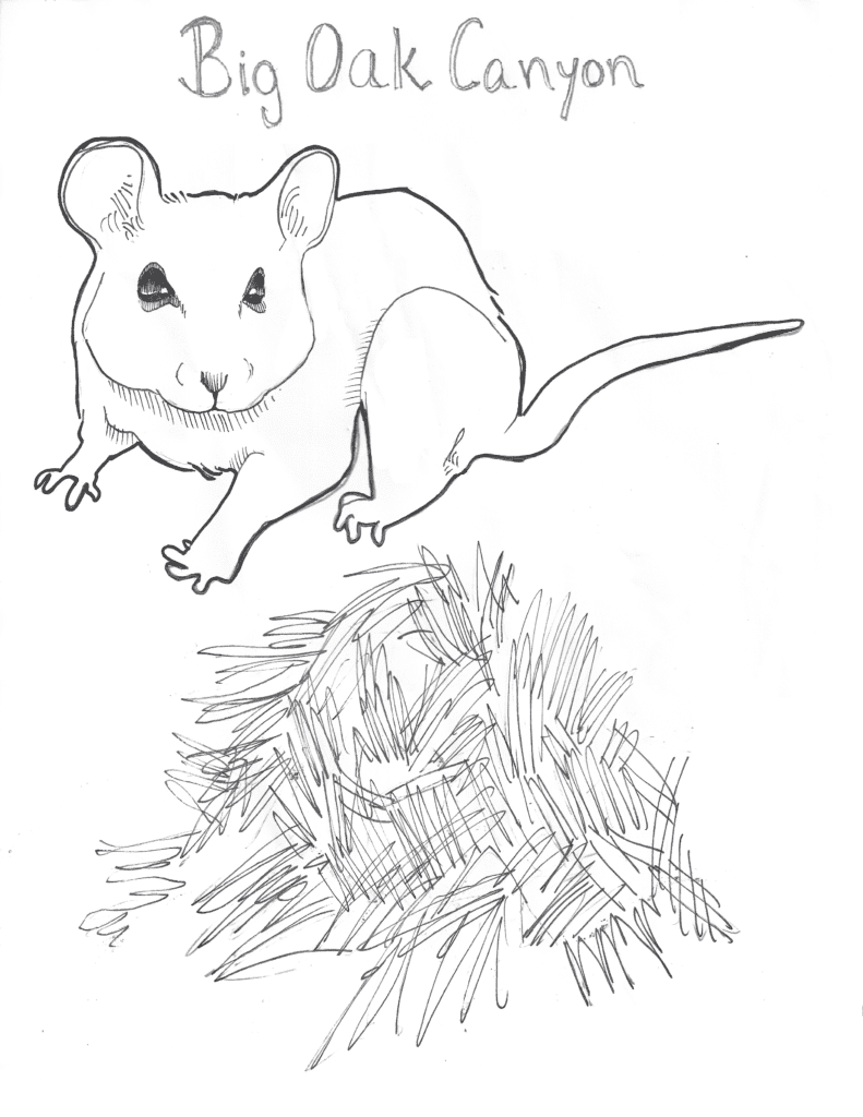 Big Oak Canyon mouse drawing
