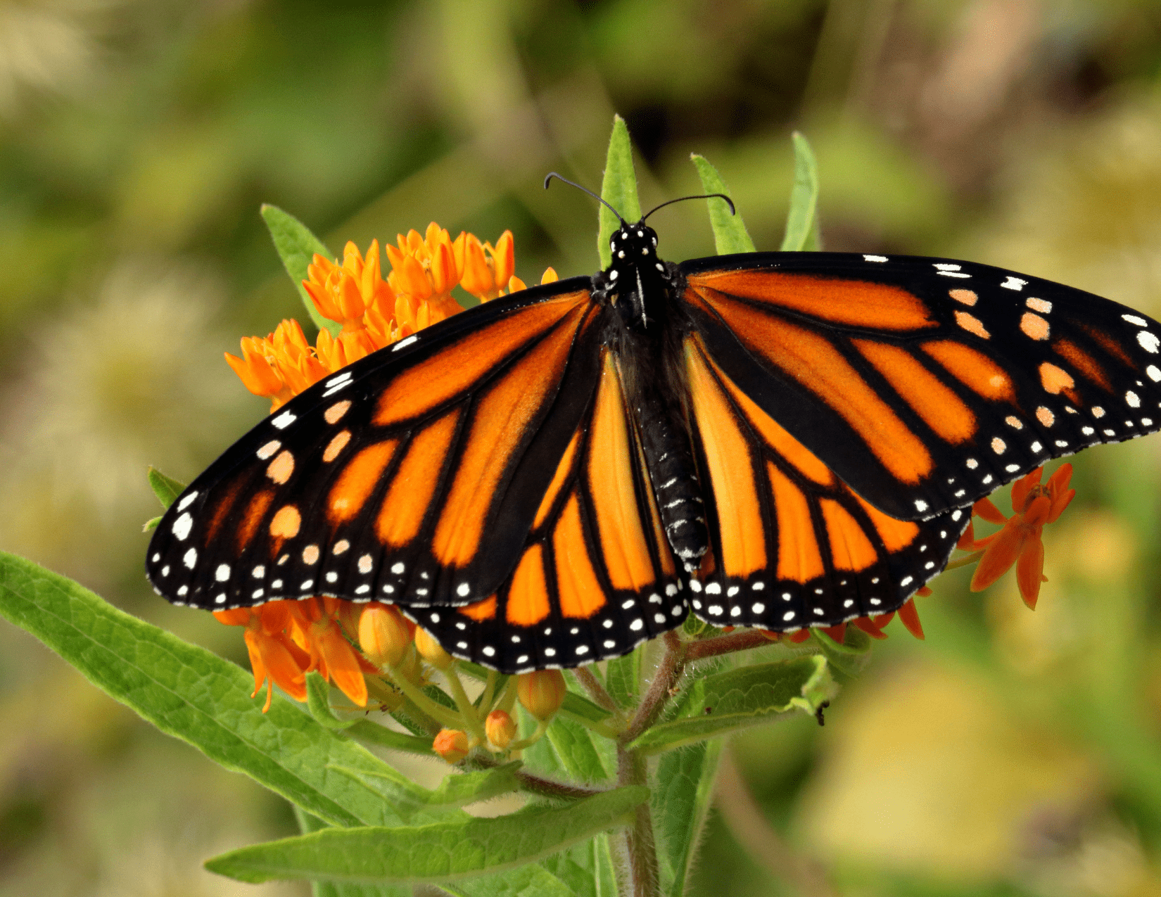 Orange And Black Butterfly Not Monarch