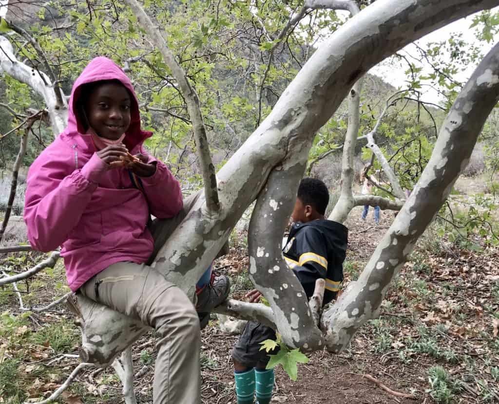 Earthroots Field School students in tree