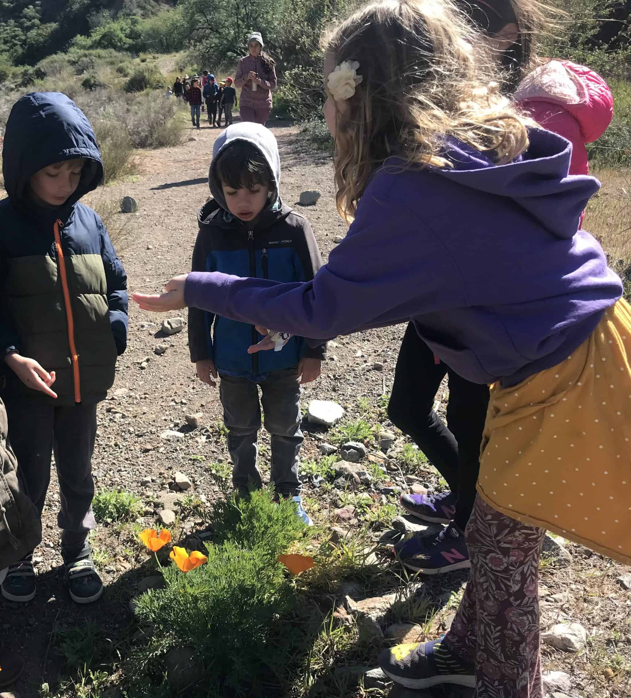 Homeschool Enrichment in Nature students enjoying the spring flowers at Big Oak Canyon