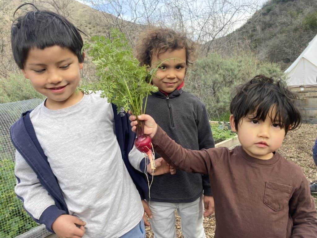 Earthroots Field School students harvesting local vegetables