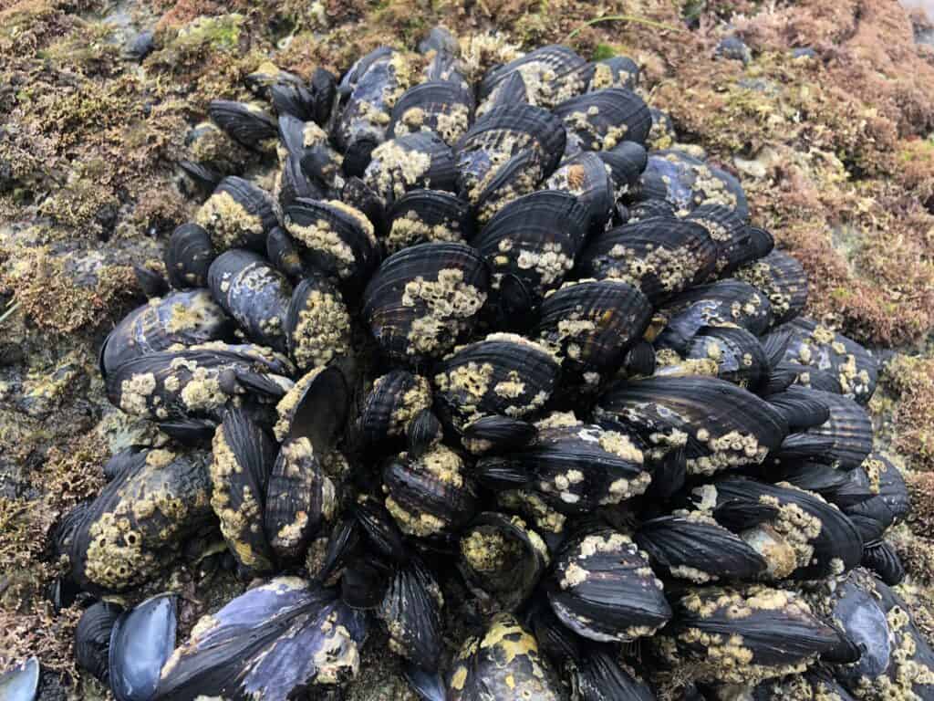 mussels at the beach