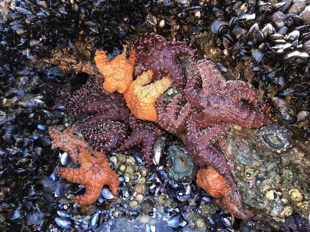 starfish at king tide