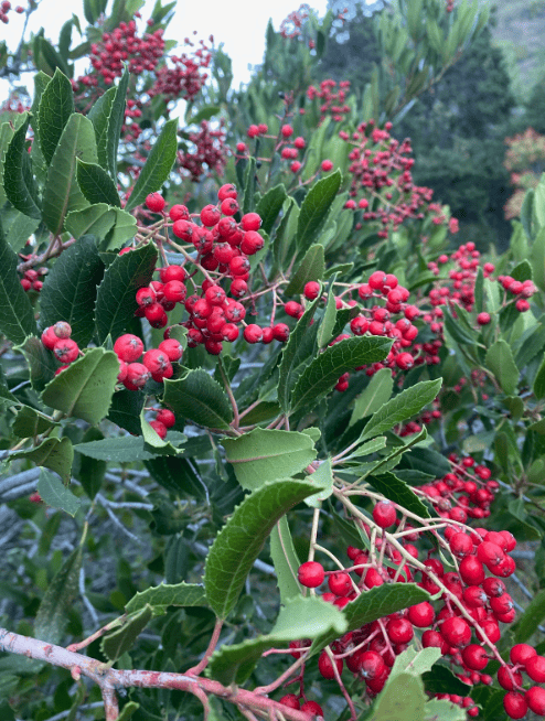 toyon berries
