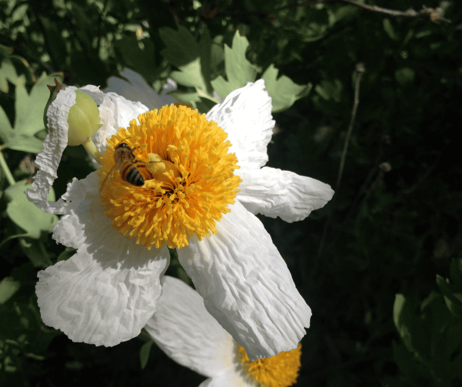 pollinator hike bee on flower