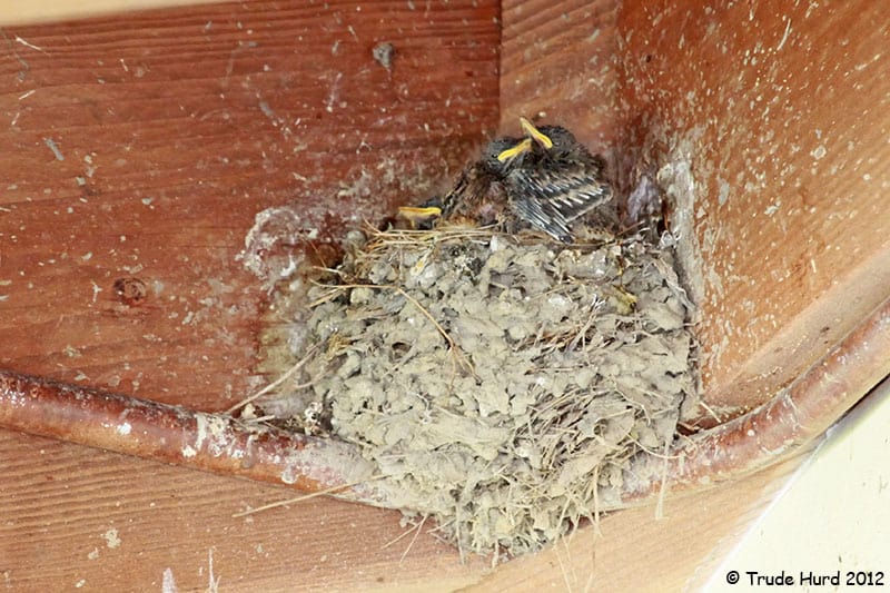 black phoebe nest natural building